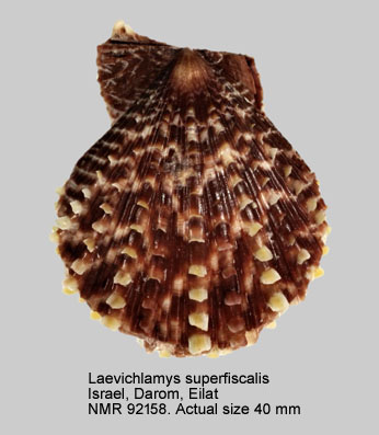 Laevichlamys superfiscalis.jpg - Laevichlamys superficialis (Forsskål in Niebuhr,1775)
